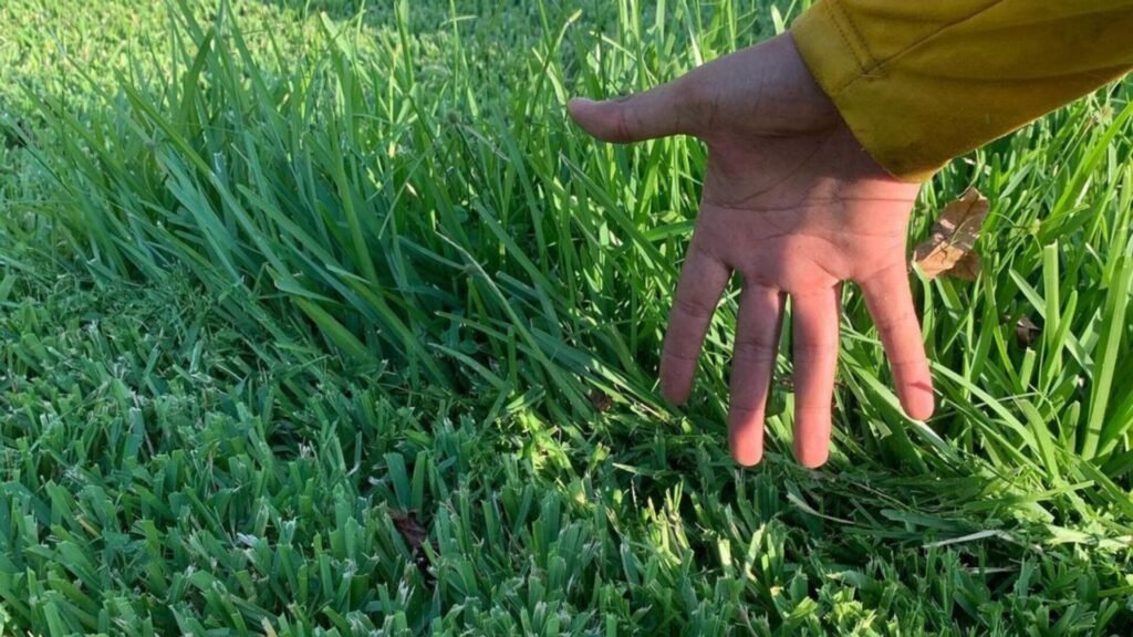 Hand next to overgrown St. Augustine grass