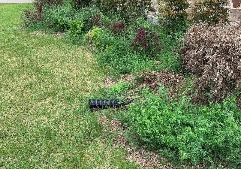 Overgrown landscape that needs to be cleaned up