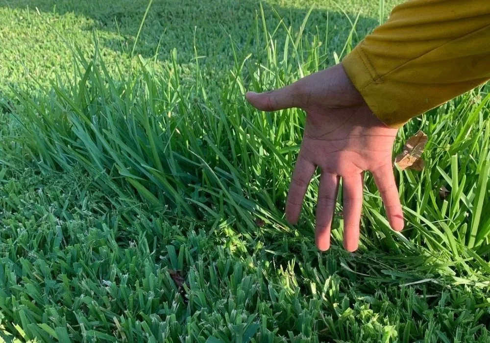 hand next to overgrown ST Augustine grass 