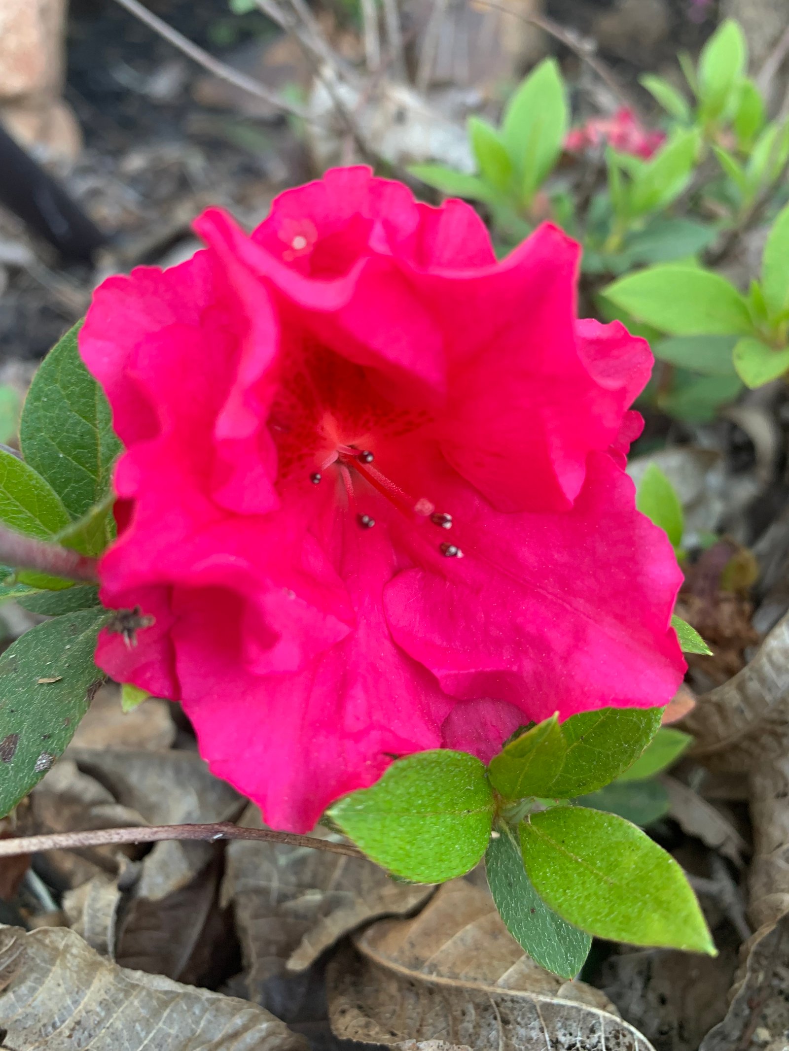Deep pink blooming azalea with vibrant petals and lush green foliage, adding color to the landscape