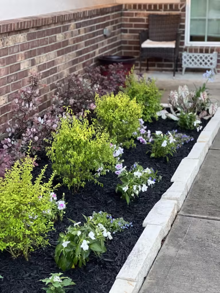 Freshly maintained garden bed showcasing evergreen shrubs and chopped white limestone edging in a newly updated landscape