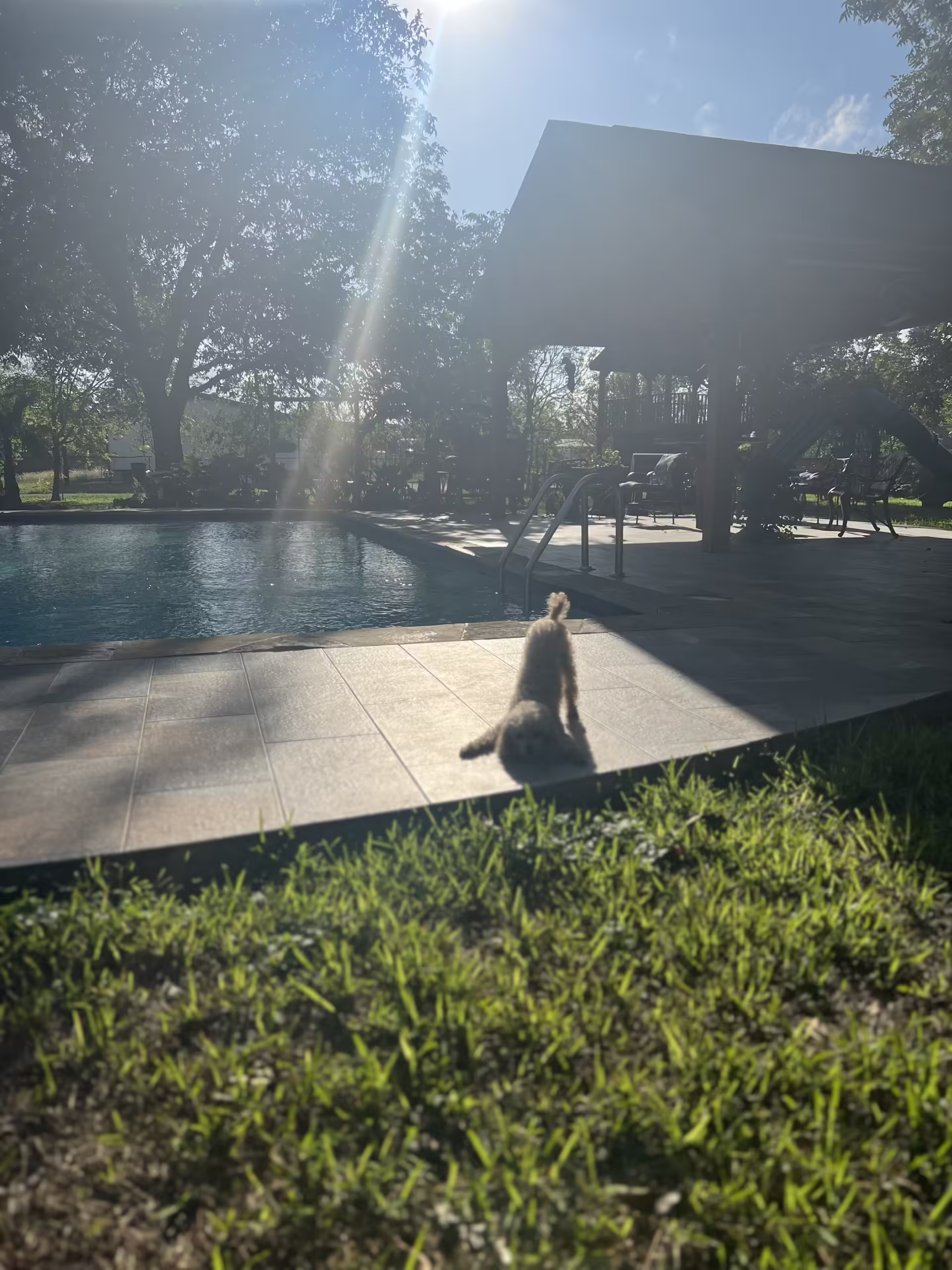 Dog playing safely in a Houston backyard with pet-friendly landscaping