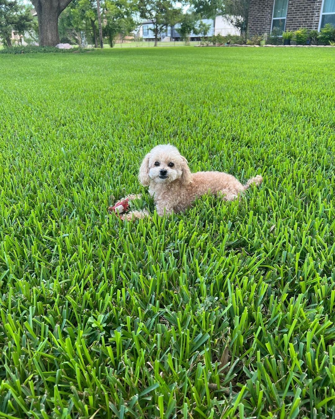 Relaxed dog laying on a lush, well-maintained St. Augustine grass front lawn — a testament to our Satisfaction Guaranteed lawn care services in Houston.