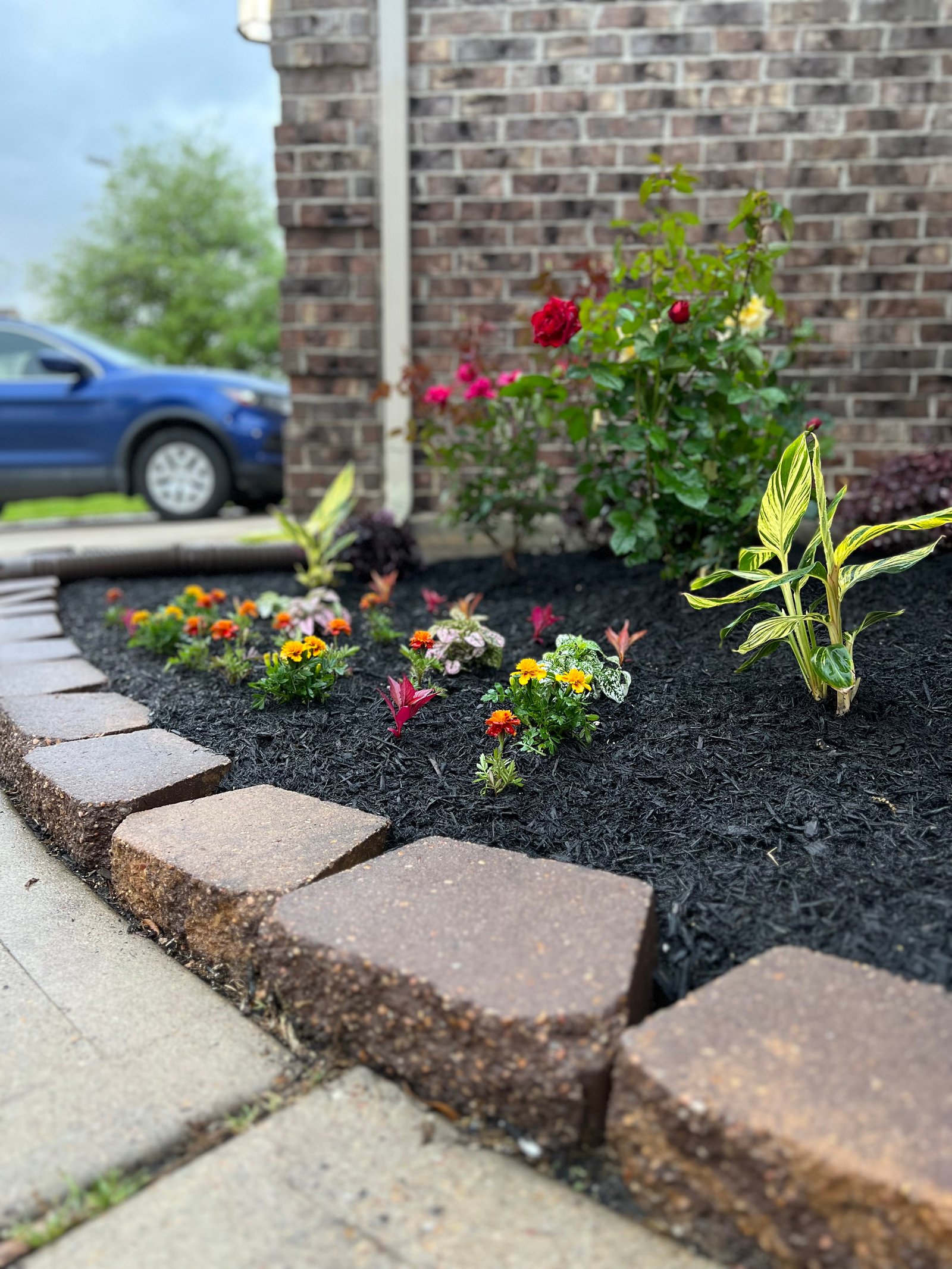 thriving plants in organic soils, fertilizers and mulch