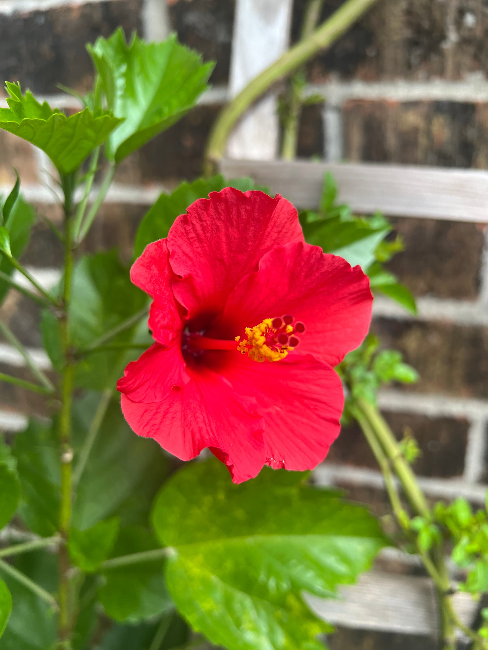 Close-up of a vibrant red hibiscus in full bloom, showcasing large petals and lush green foliage.