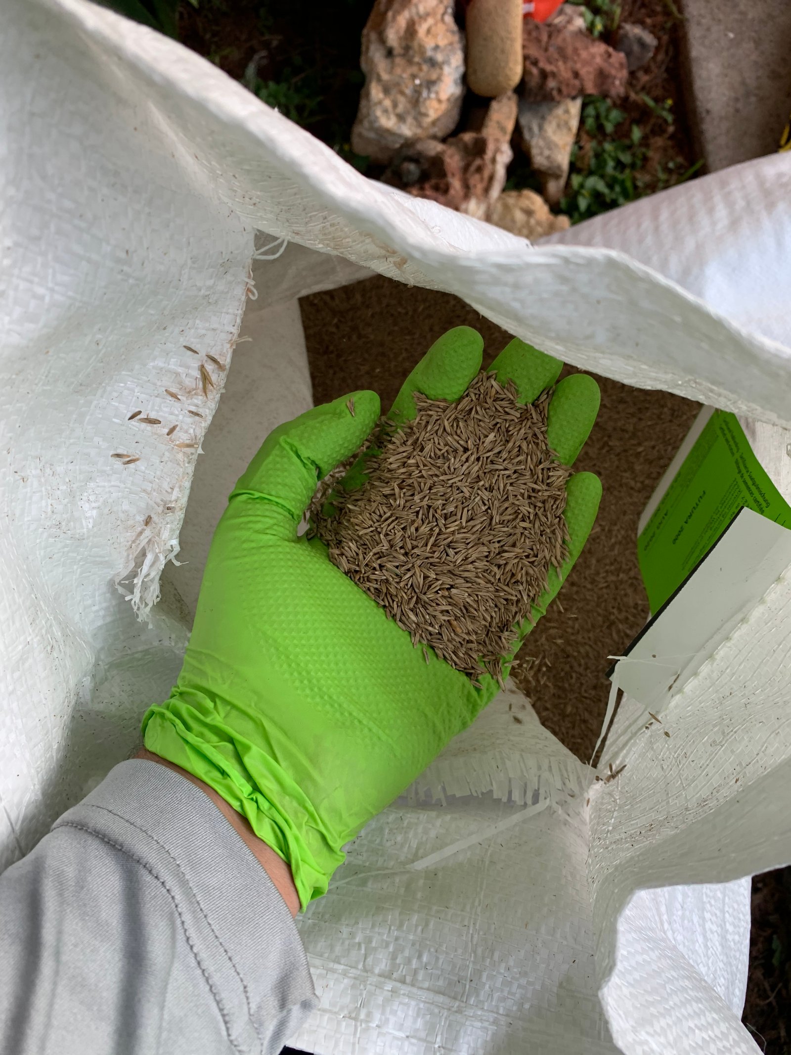 Perennial rye grass Aeration and overseeding