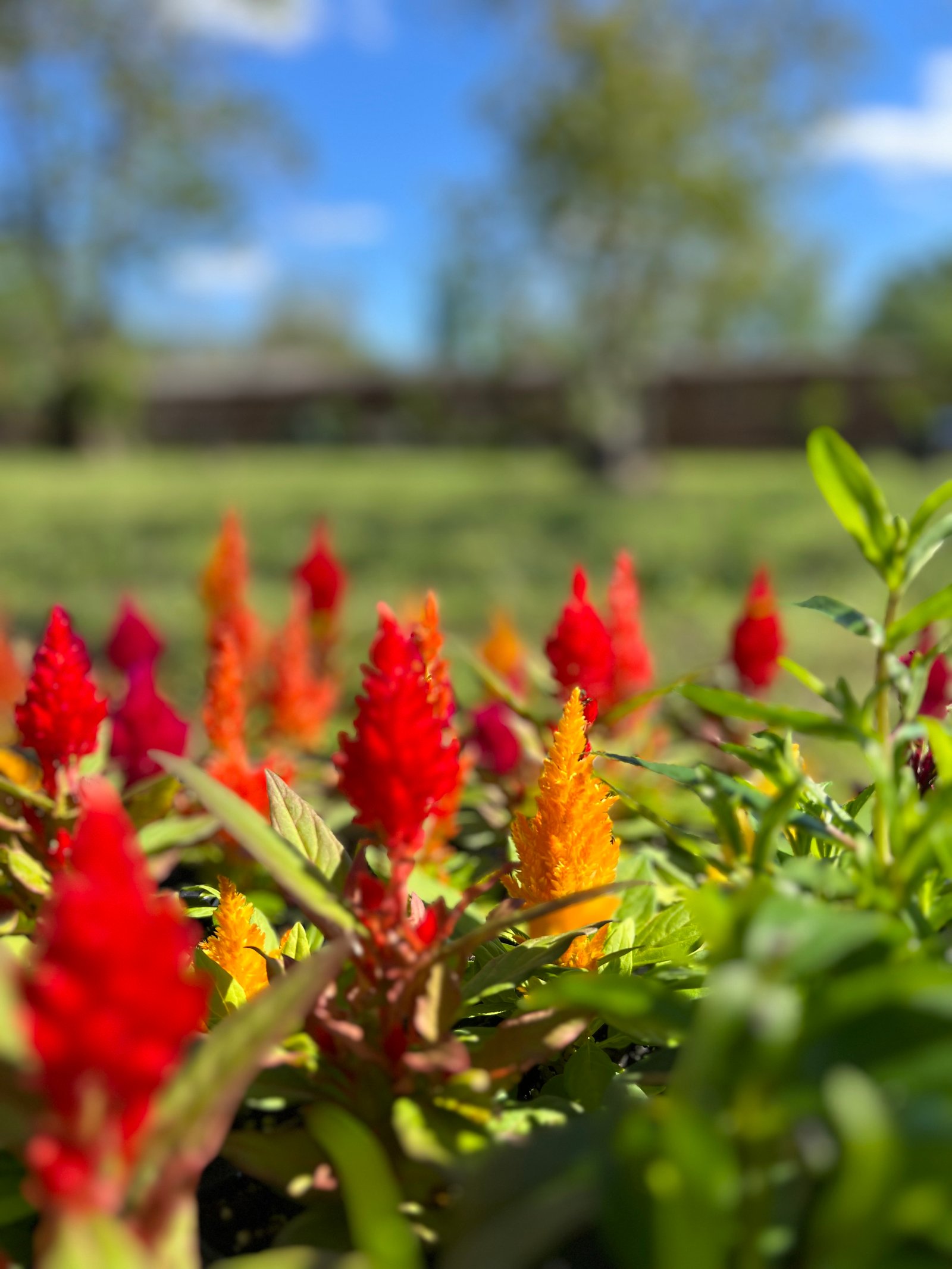 Blooming celosias with vibrant colors set against the texas sky as background, adding striking texture to the landscape.