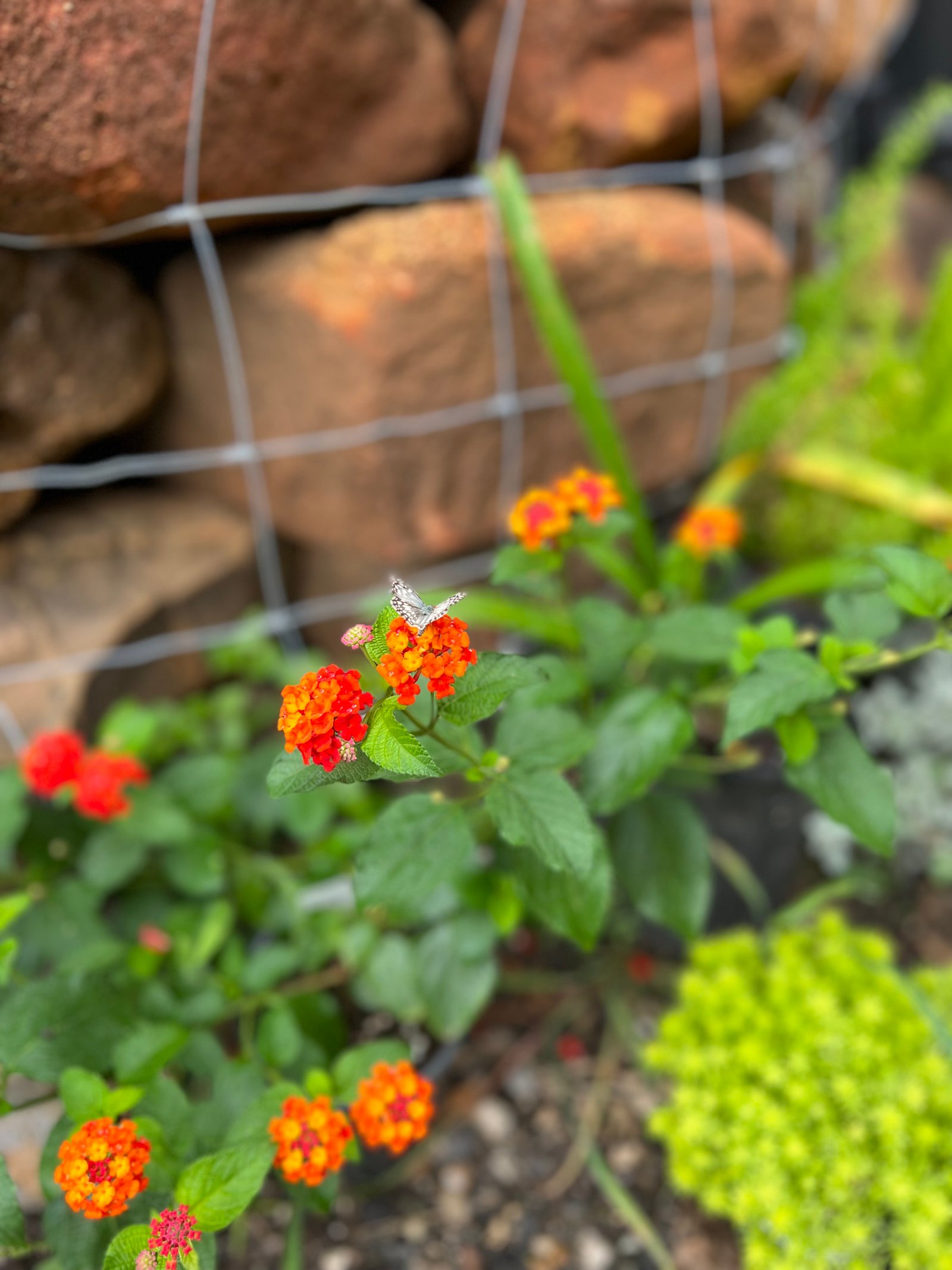 Butterfly perched on a blooming native Texas lantana with moss rock in the background, highlighting natural landscaping and local flora.