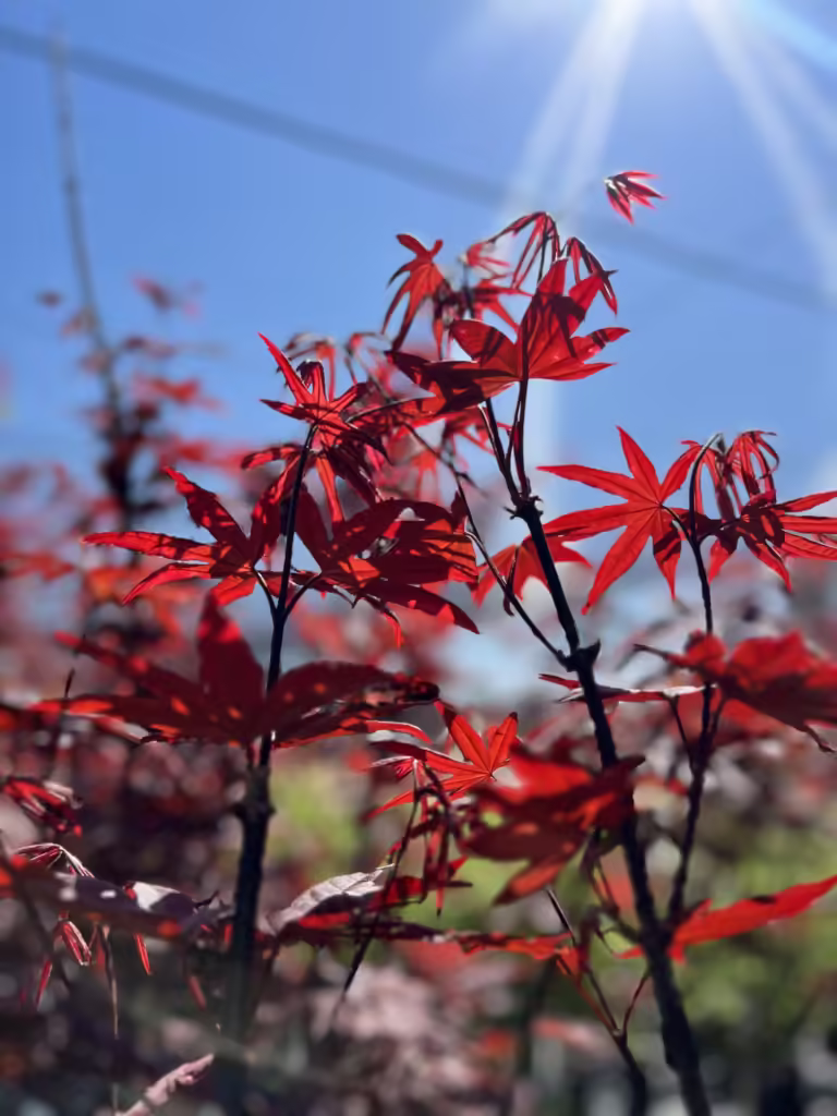 Japanese Maple tree basking in sunlight amid newly constructed landscape features