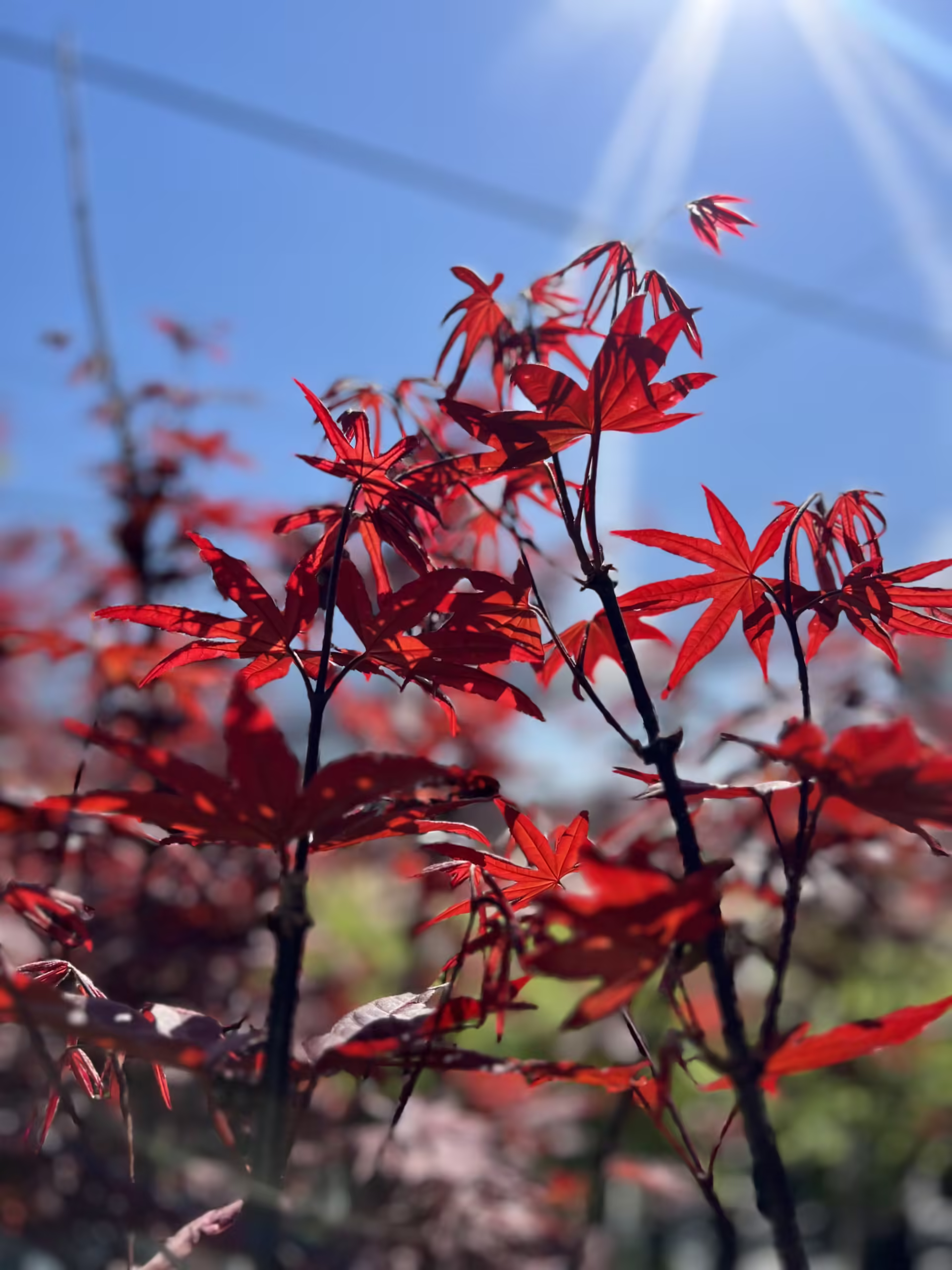Japanese Maple in a protected Houston landscape setting