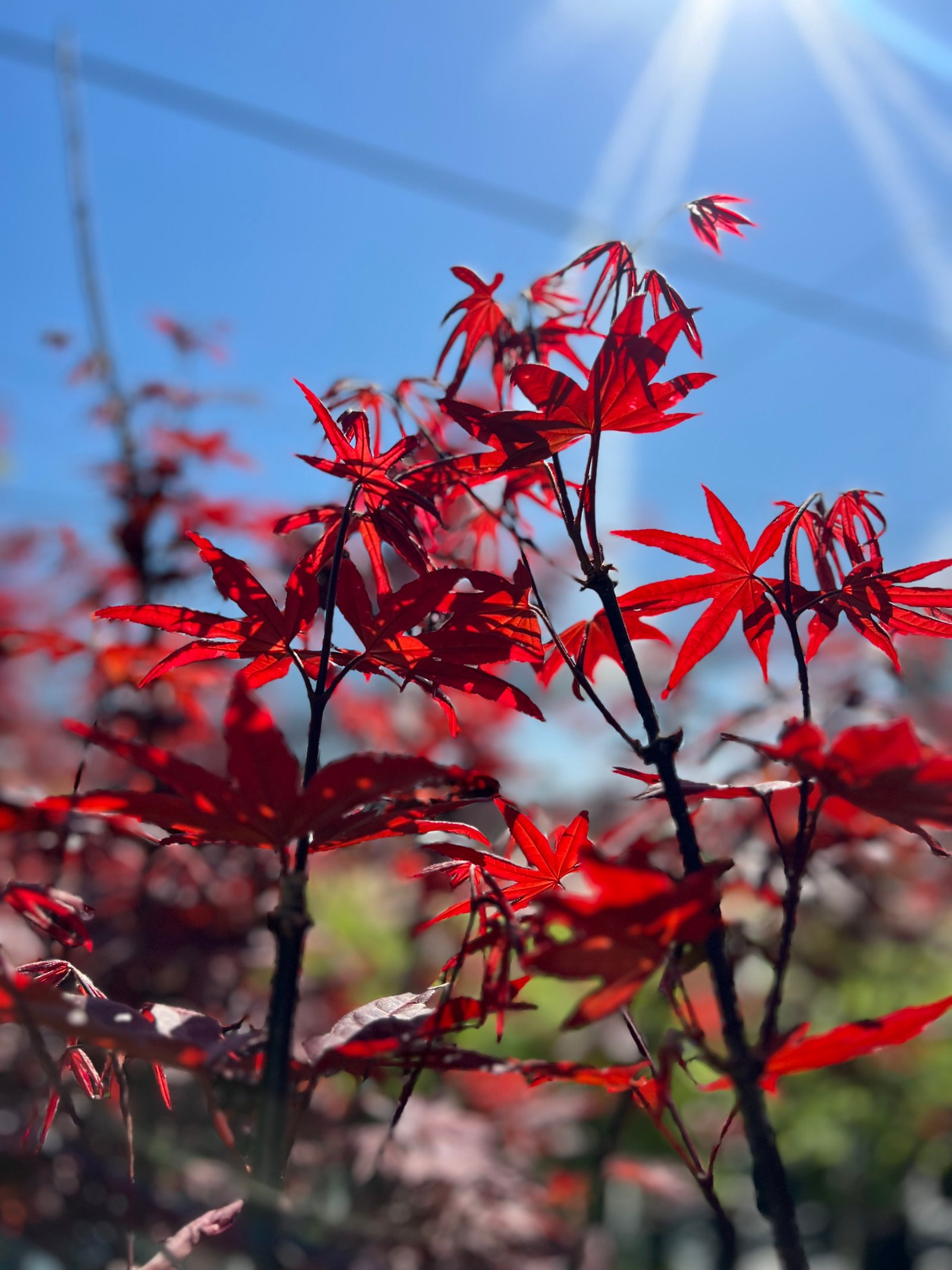 Japanese Maple tree basking in sunlight amid newly constructed landscape features