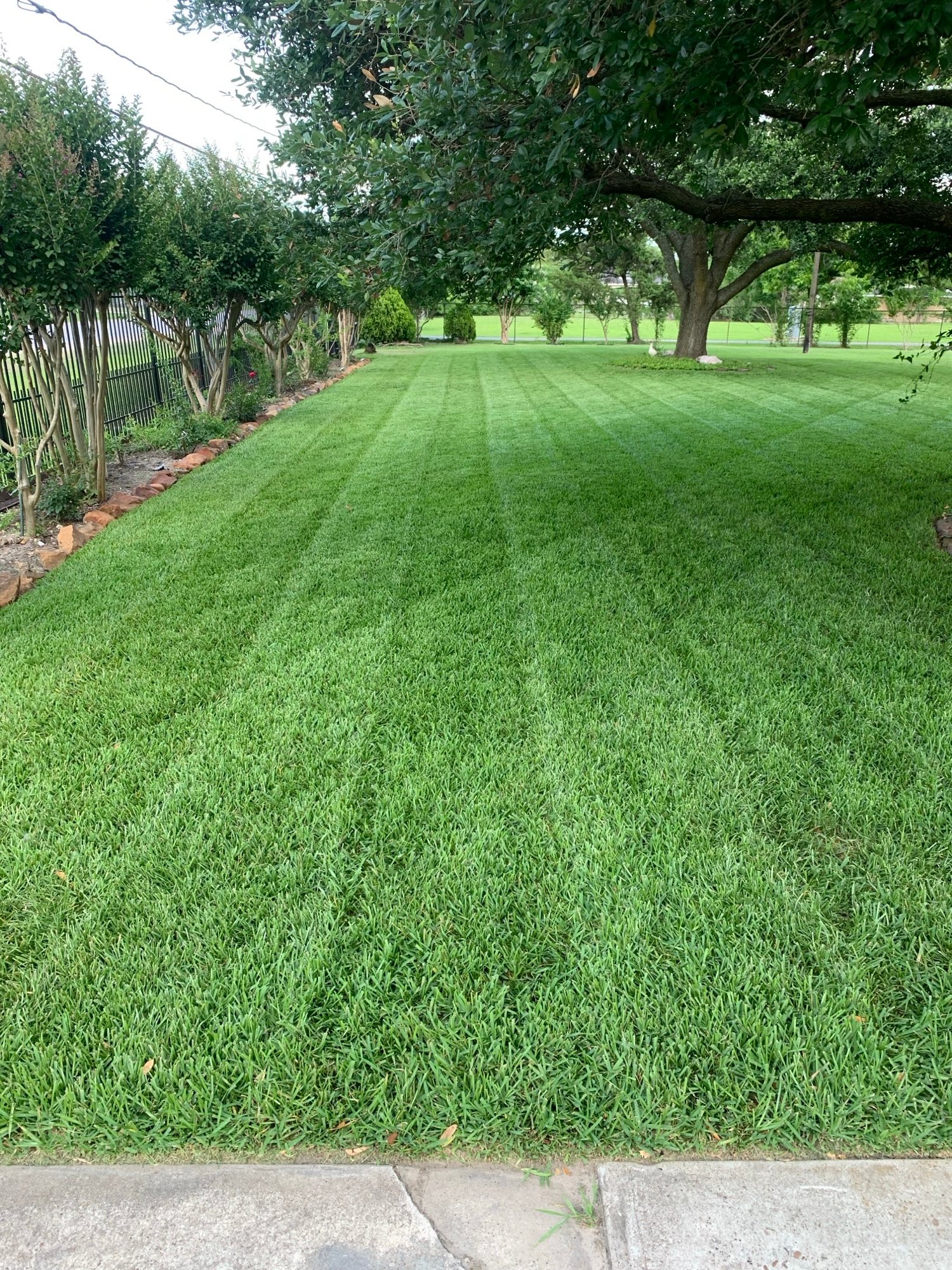 Lawn results of front lawn after topdressing and mowing
