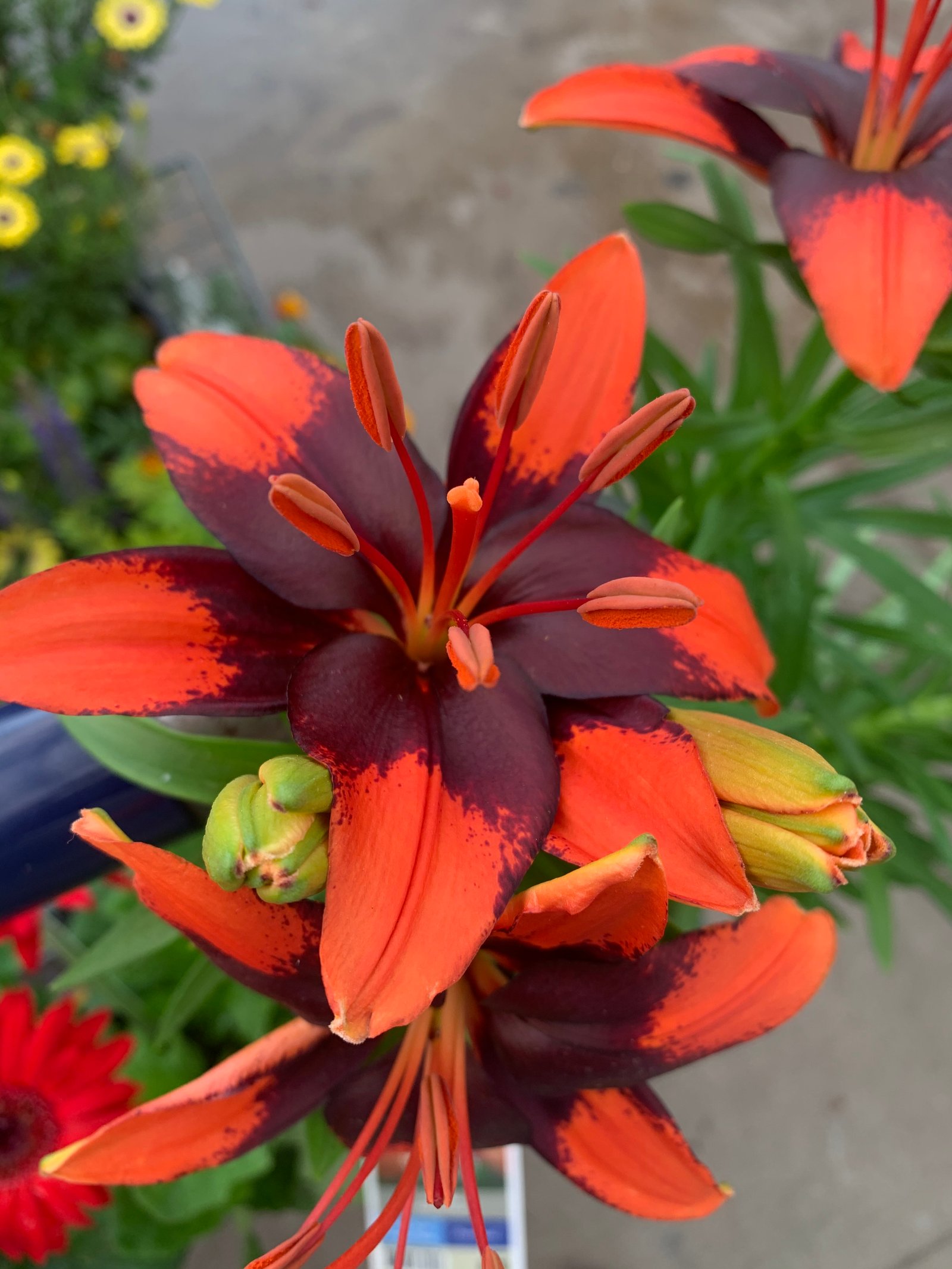 Bright orange lily with striking petals, chosen for a poolside garden installation in Channelview, Texas, enhancing the tropical aesthetic and backyard vibe
