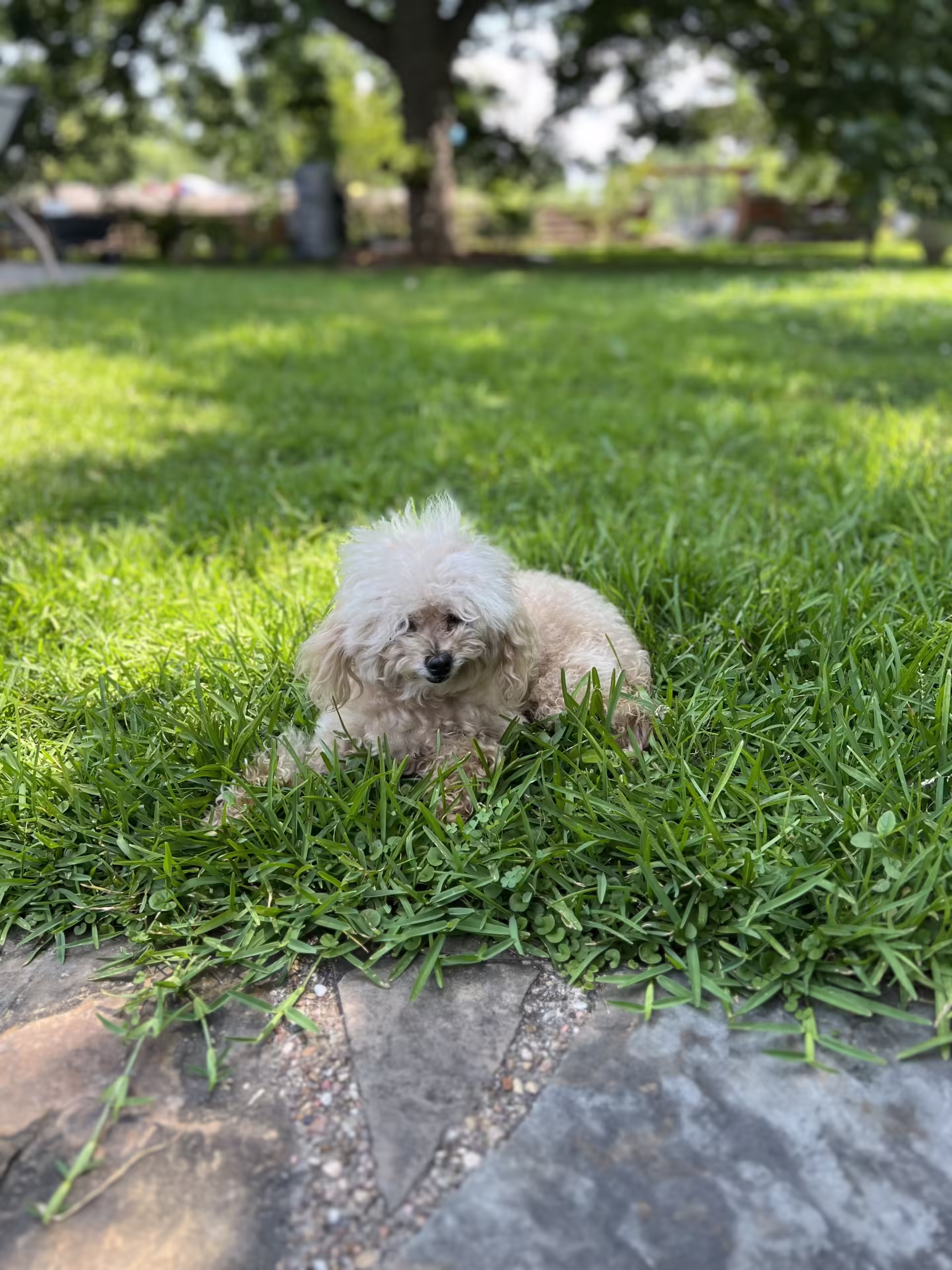 Dog sitting by a professionally landscaped Houston walkway — Evergreen Outdoor Services pet-safe garden design