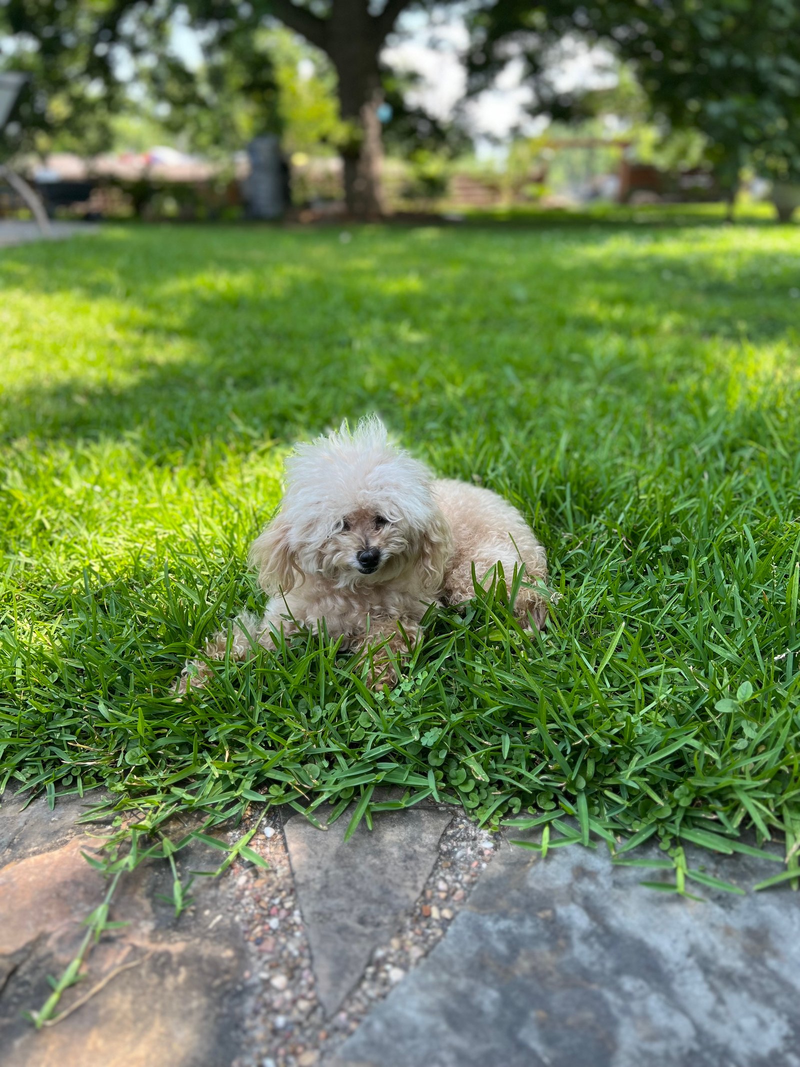 Small dog relaxing on long st Augustine grass