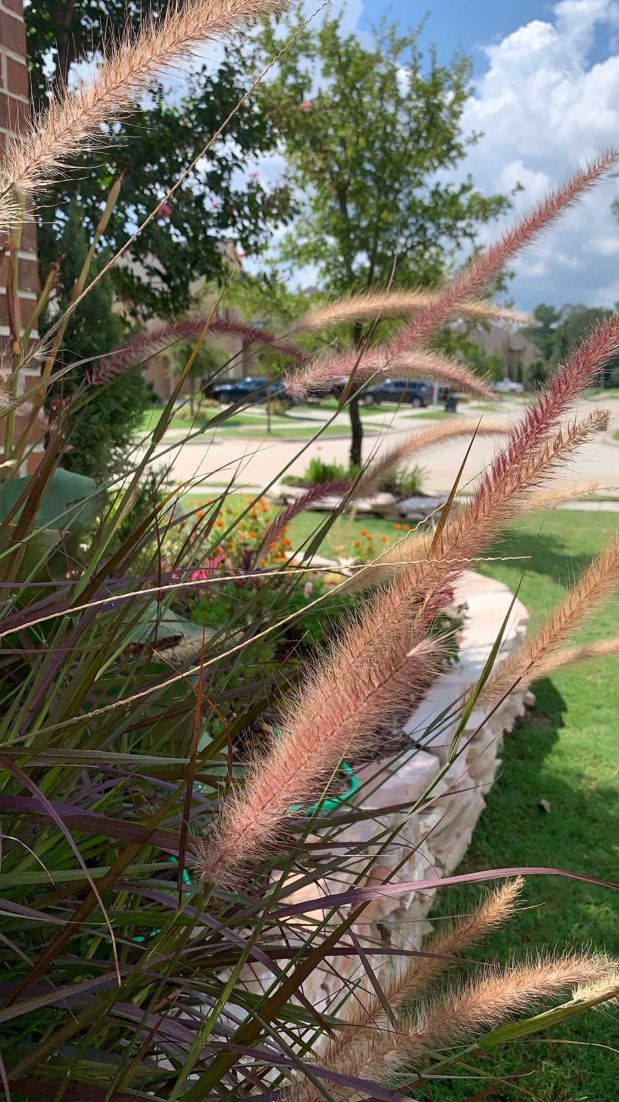 Purple fountain grass blooms swaying in the wind