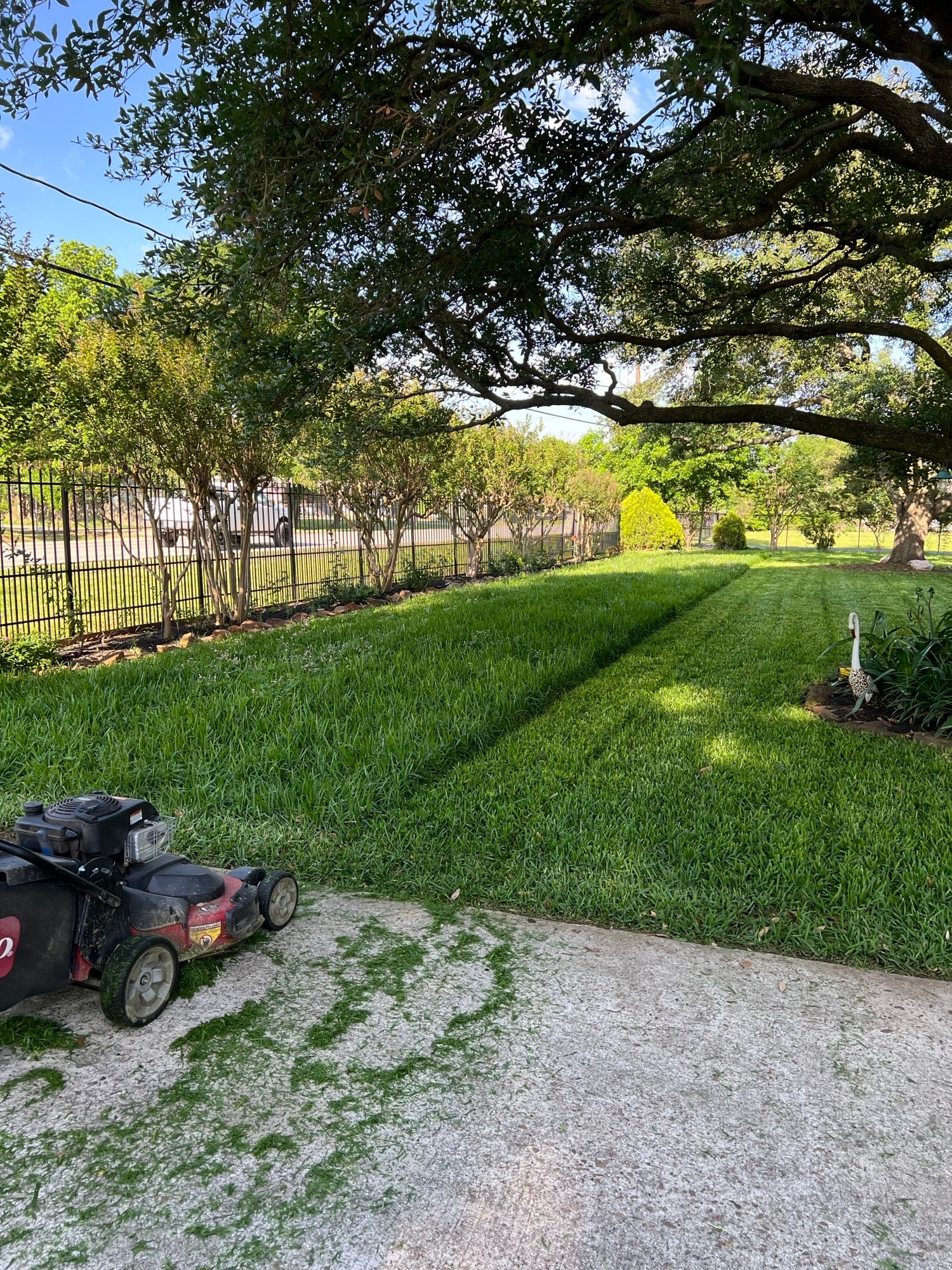 Mowing overgrown St Augustine