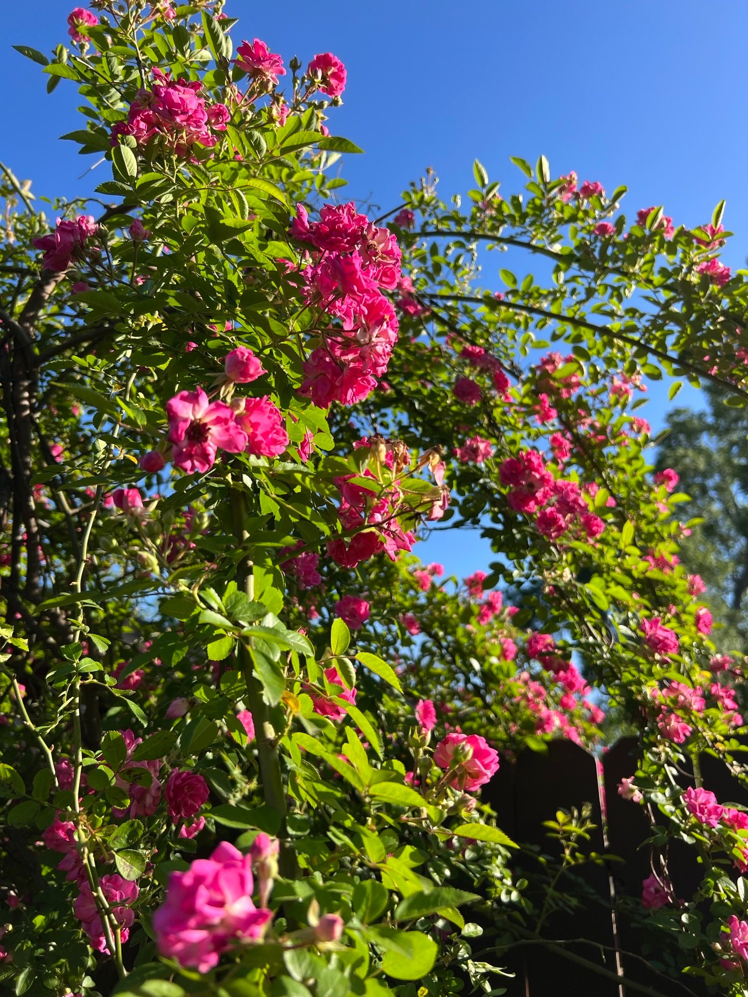 Pink blooming climbing rose on fence
