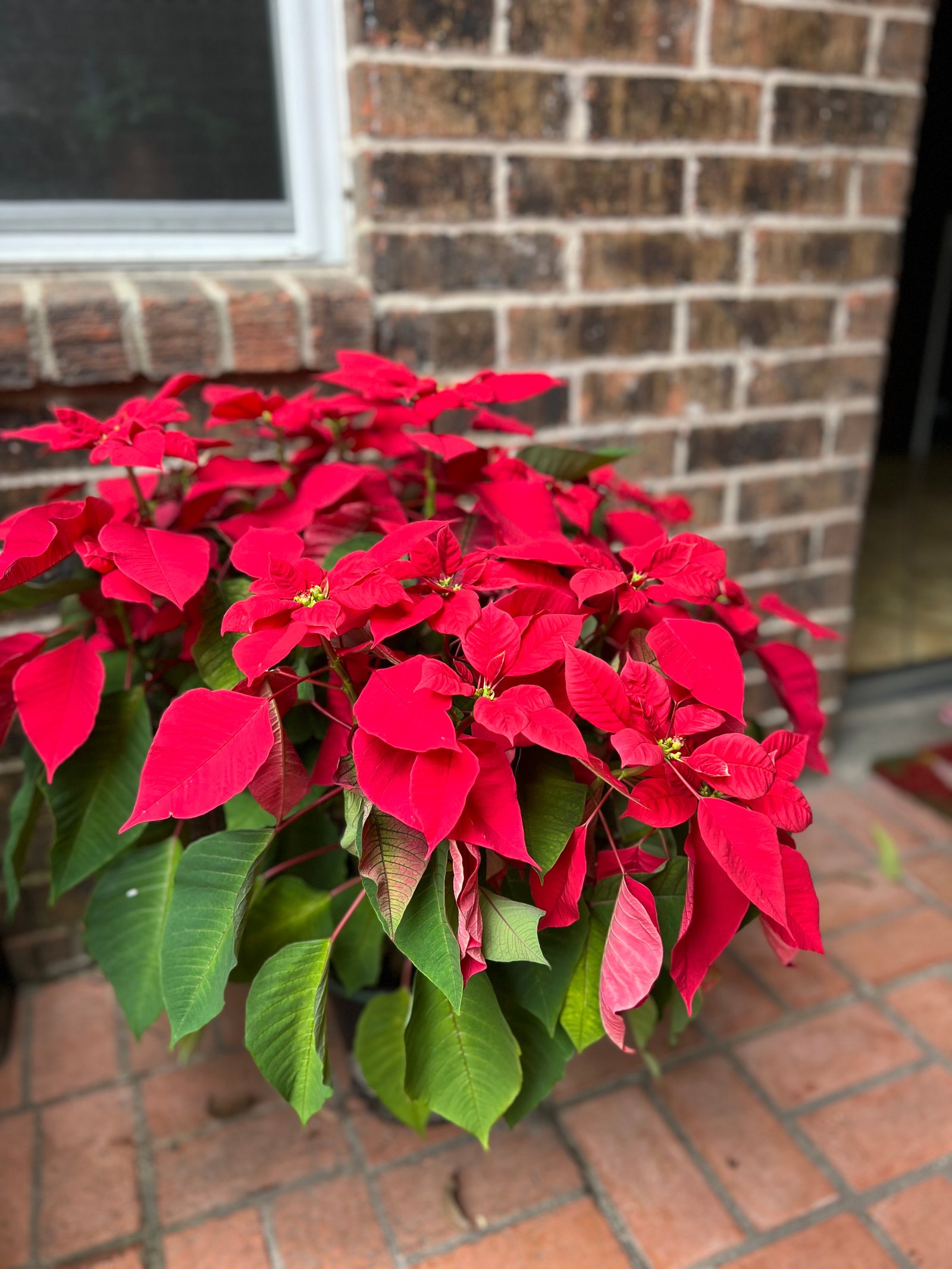 Bright red poinsettia in a pot, placed by the front door to accent the entryway.