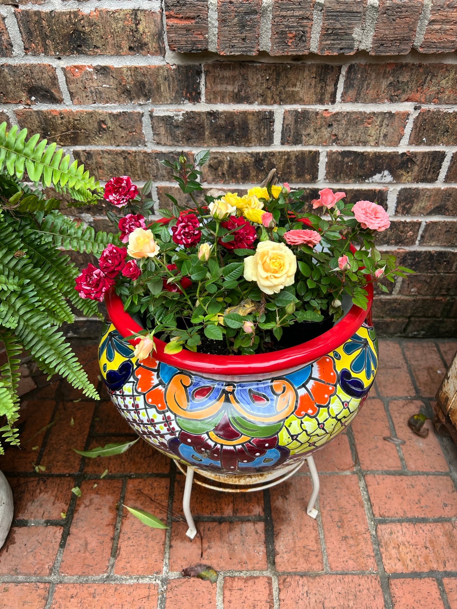 Blooming red, yellow and pink roses growing in a decorative pot