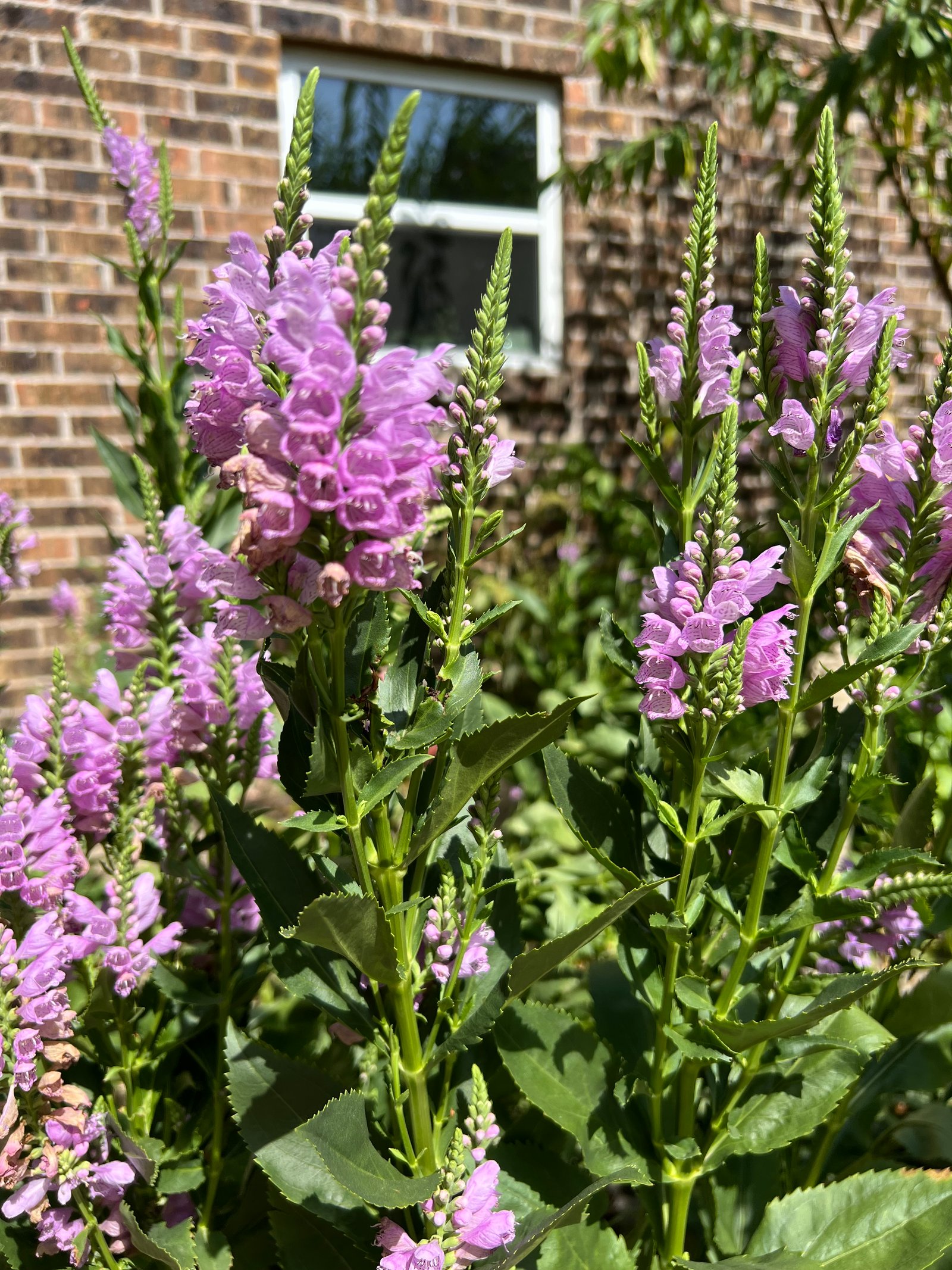 Close-up of vibrant purple blooms with delicate petals and lush green foliage