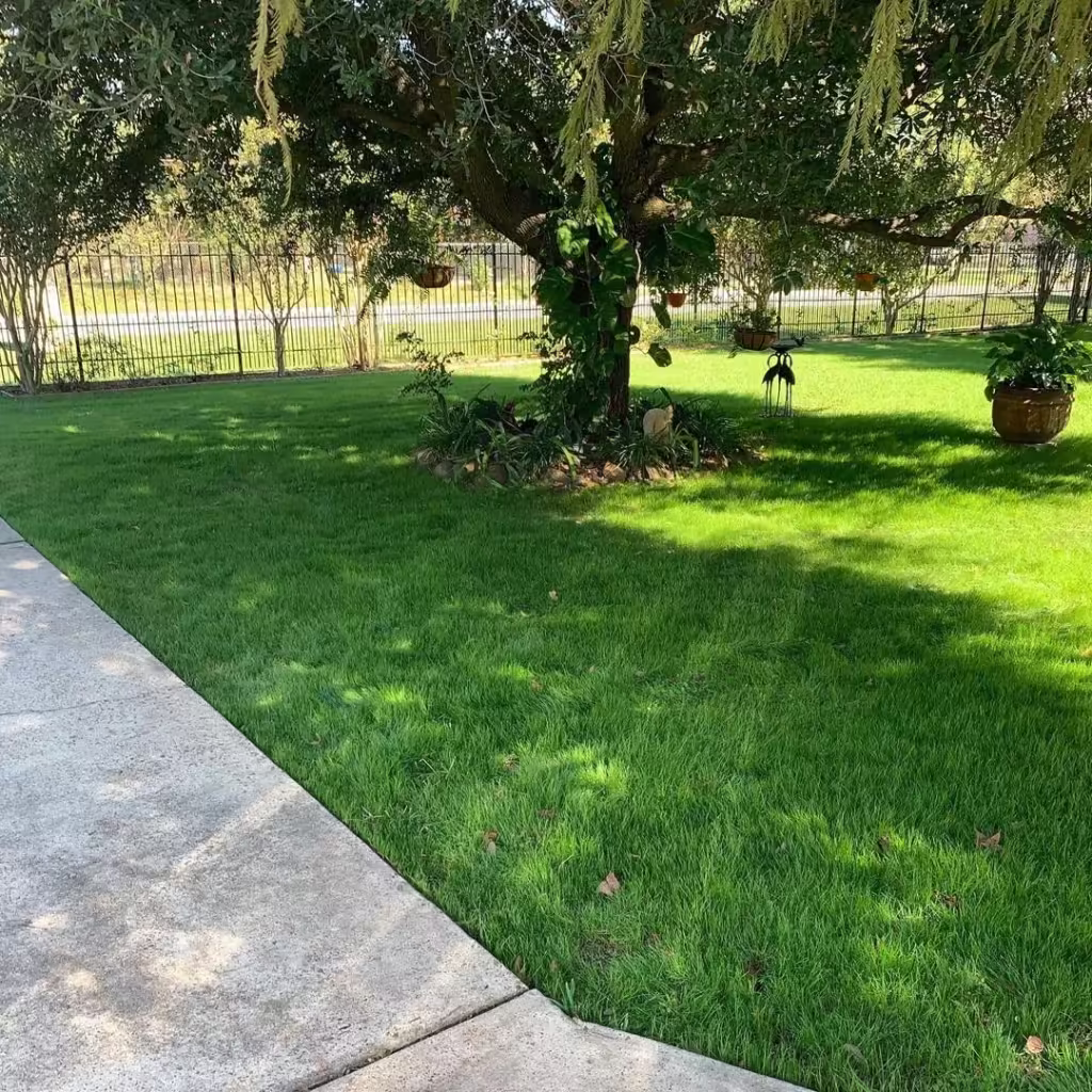Early spring care featuring a lush rye grass front lawn, recently treated with fertilization for strong seasonal growth.