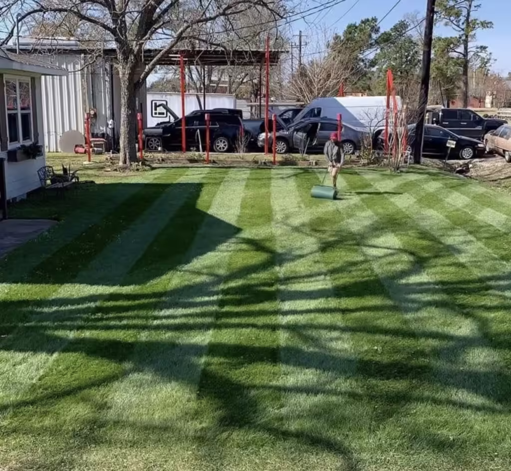 Maintaining lush, green Houston lawns year-round with rye grass overseeding.