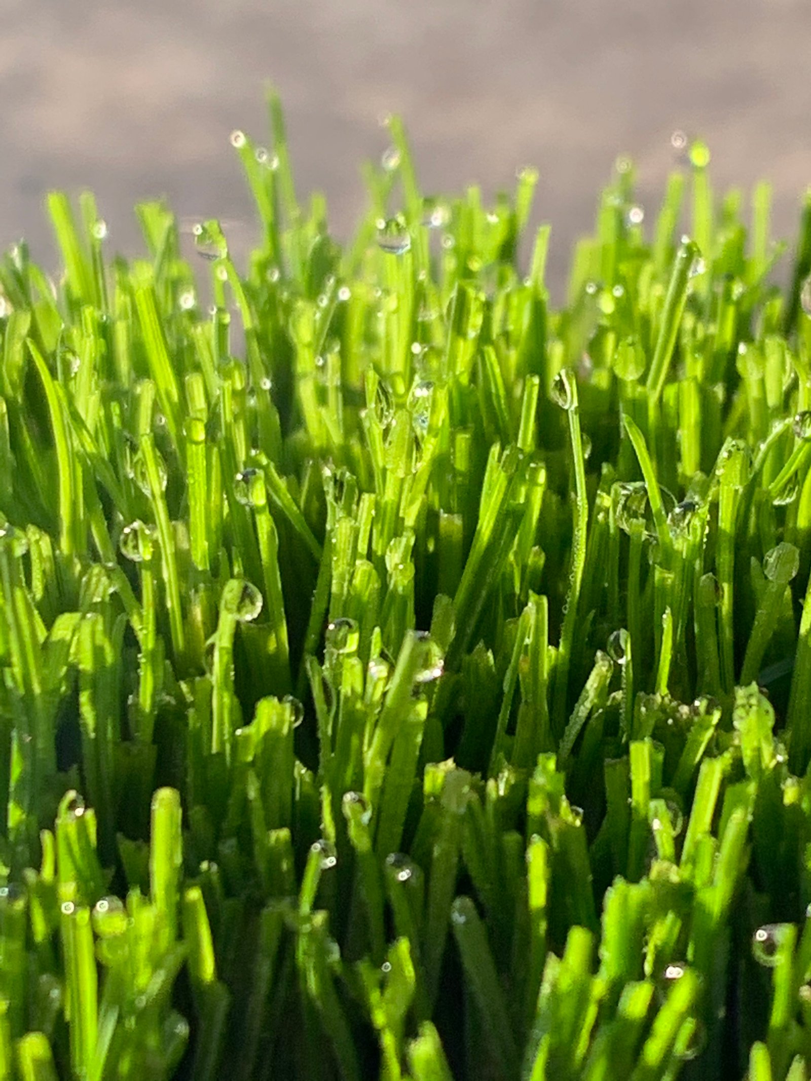Close-up of fine-textured grass, highlighting the premium turf used in professional sod installation services.