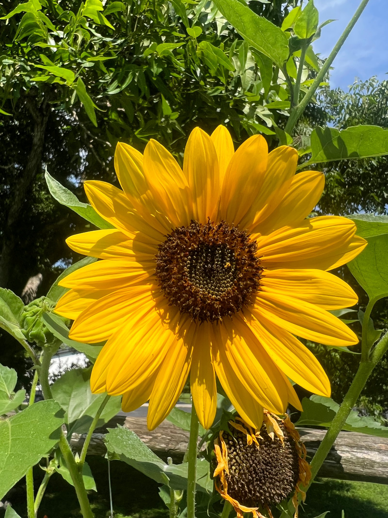 Bright yellow sunflower in full bloom, with a dark center and vibrant petals.