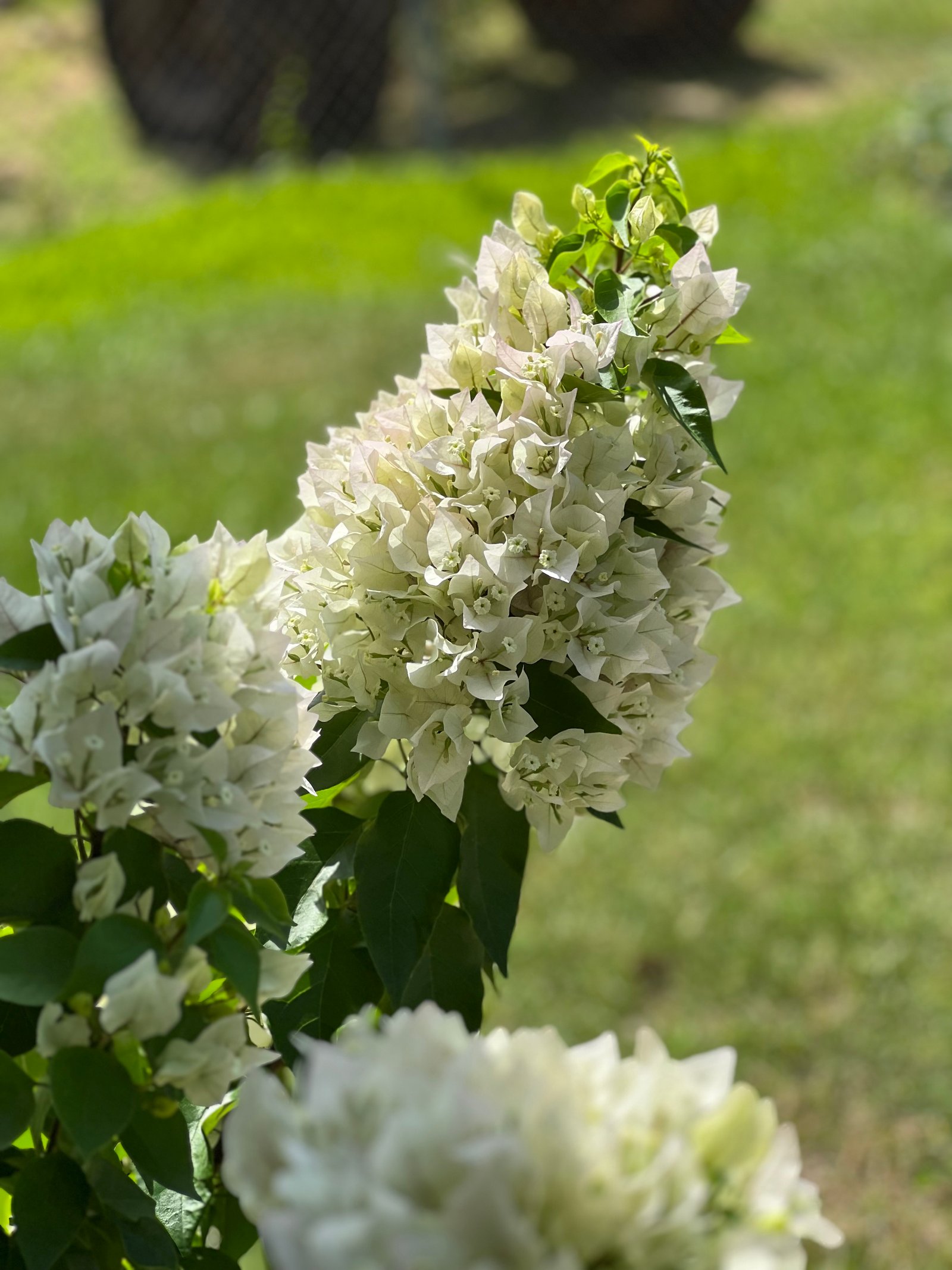 White blooming bougainvillea with vibrant green lawn in the background, adding contrast and beauty to the landscape