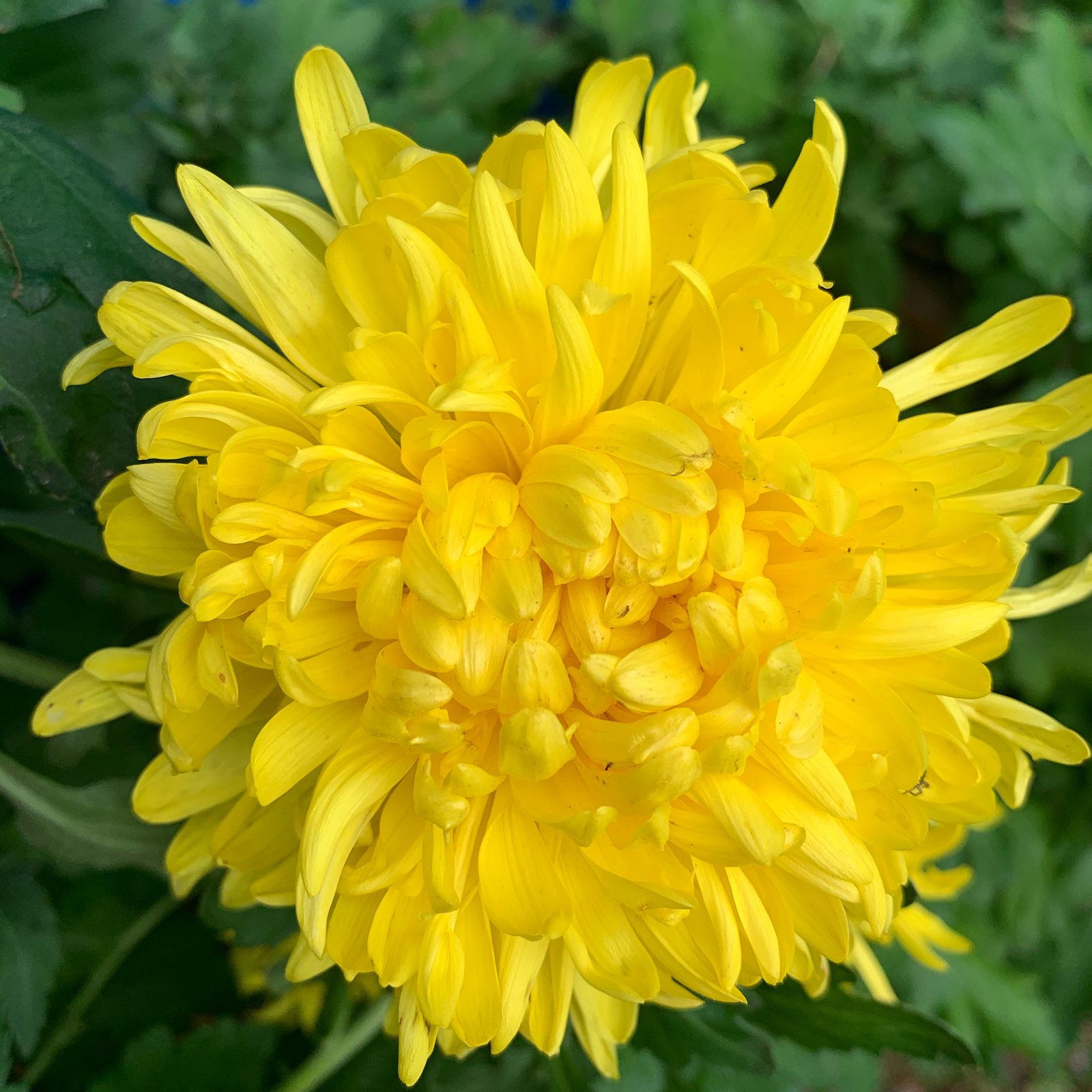 Close-up of a bright yellow blossom in full bloom, with thin petals and deep, rich color.”