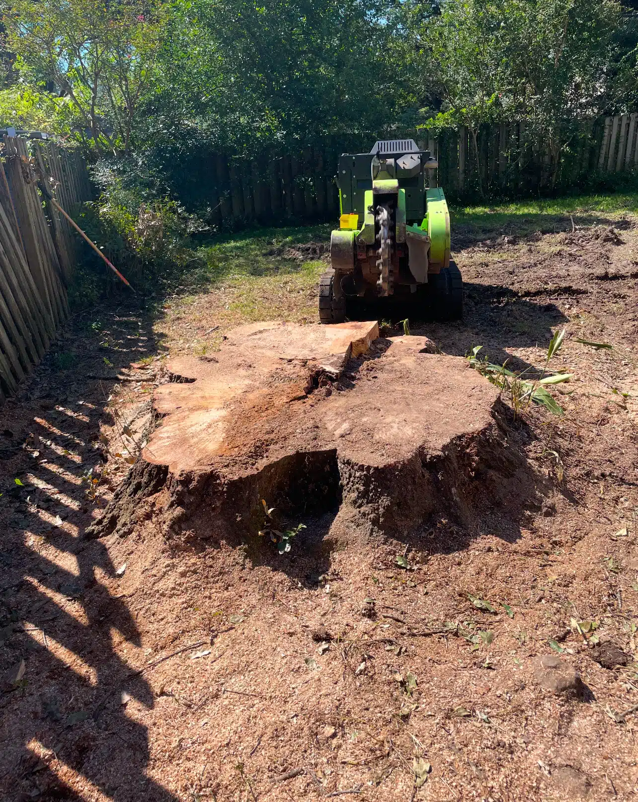 Before: exposed tree stump in Houston yard — trip and injury hazard for children