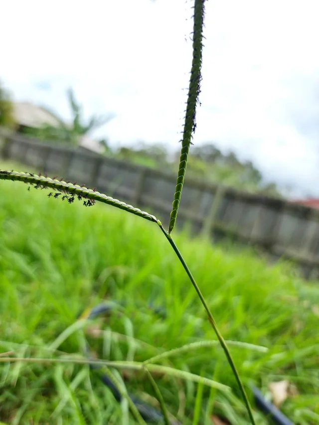 bahia Grass seed head being displayed