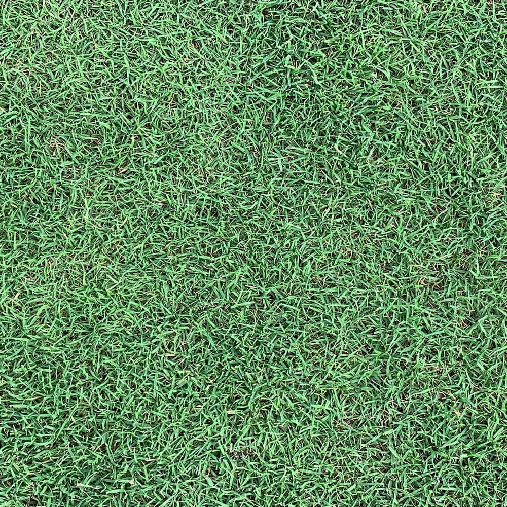 One of Houston's most popular grass types- Bermuda grass being displayed in a close up showing its fine leaf blade texture