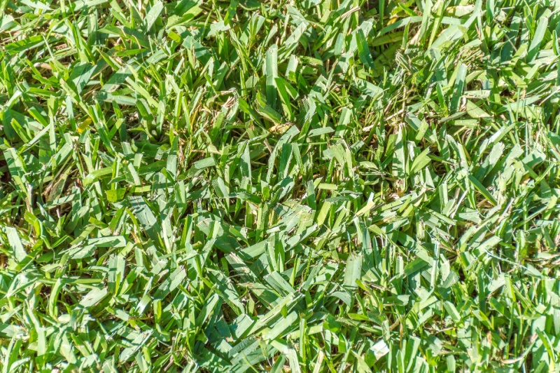 Centipede grass displayed showing its broad leaf blades and color