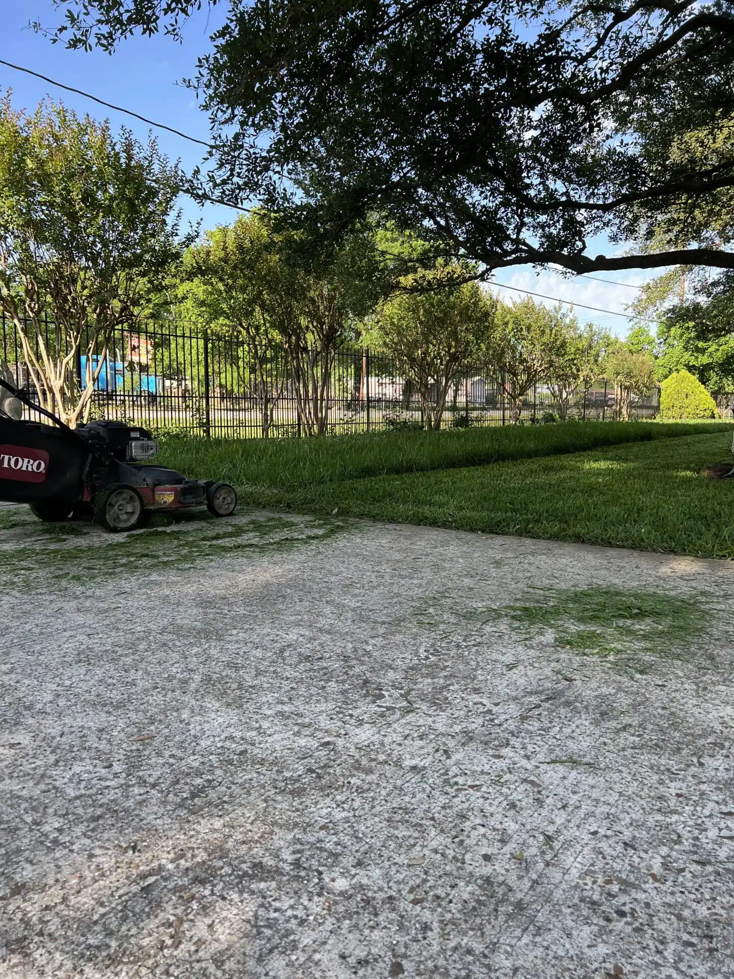 Overgrown Houston yard with tall grass weeds and vegetation before cleanup