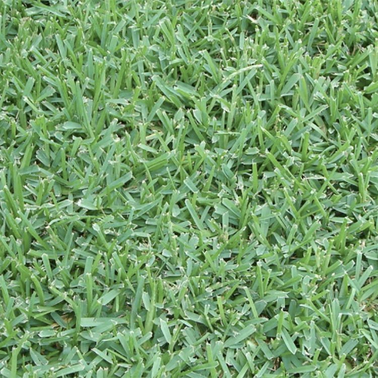 One of Houston's most popular grass types- St augustine grass close up displaying their dense broad leaf blade texture