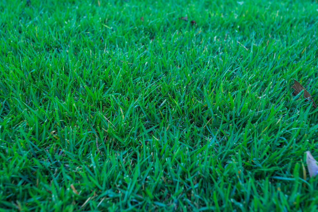 One of Houston's most popular grass types yet most expensive, Zoysia grass being displayed showing its medium fine leaf blade texture and color