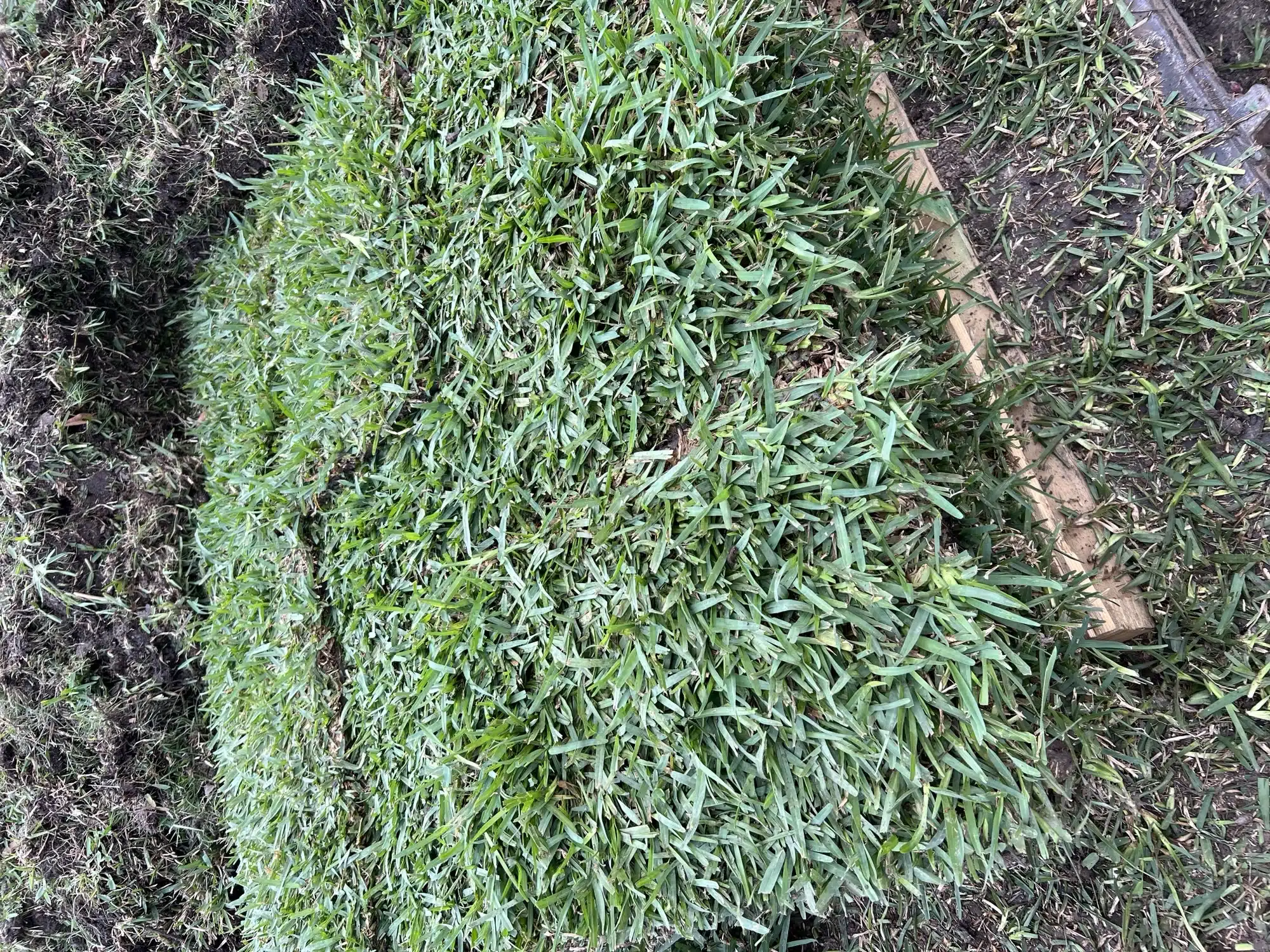 Fresh commercial sod installation for Houston property