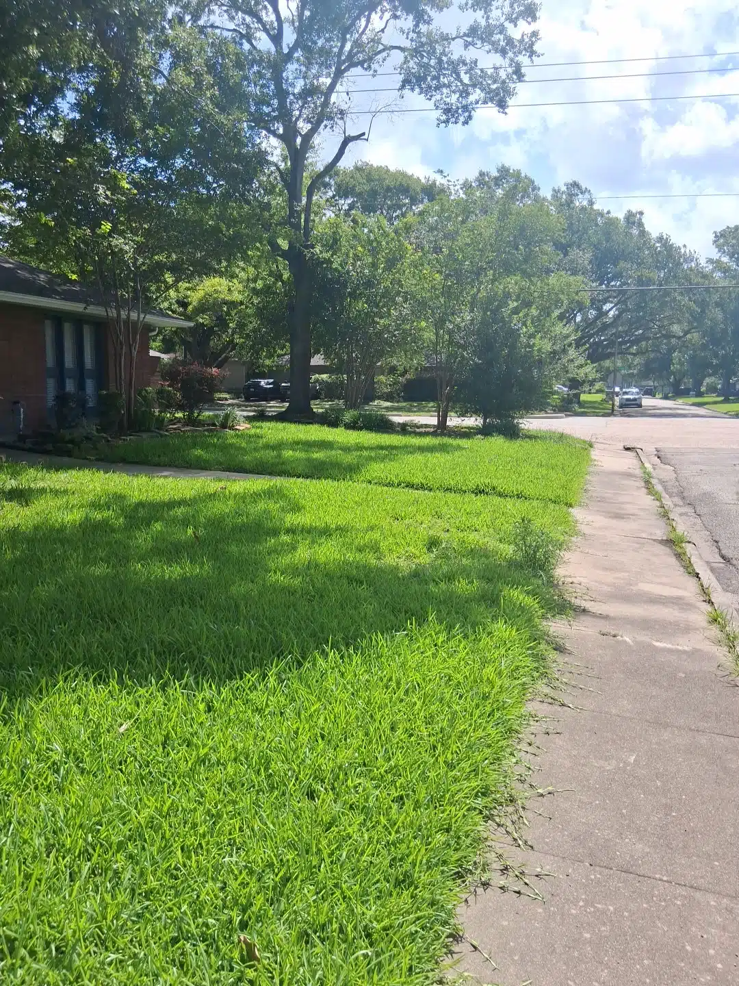 Before front lawn cleanup showing overgrowth and a less maintained yard in Houston