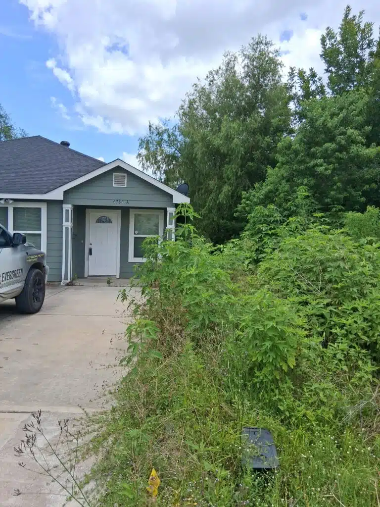 Overgrown front yard with tall weeds and dense vegetation before professional property cleanup service.