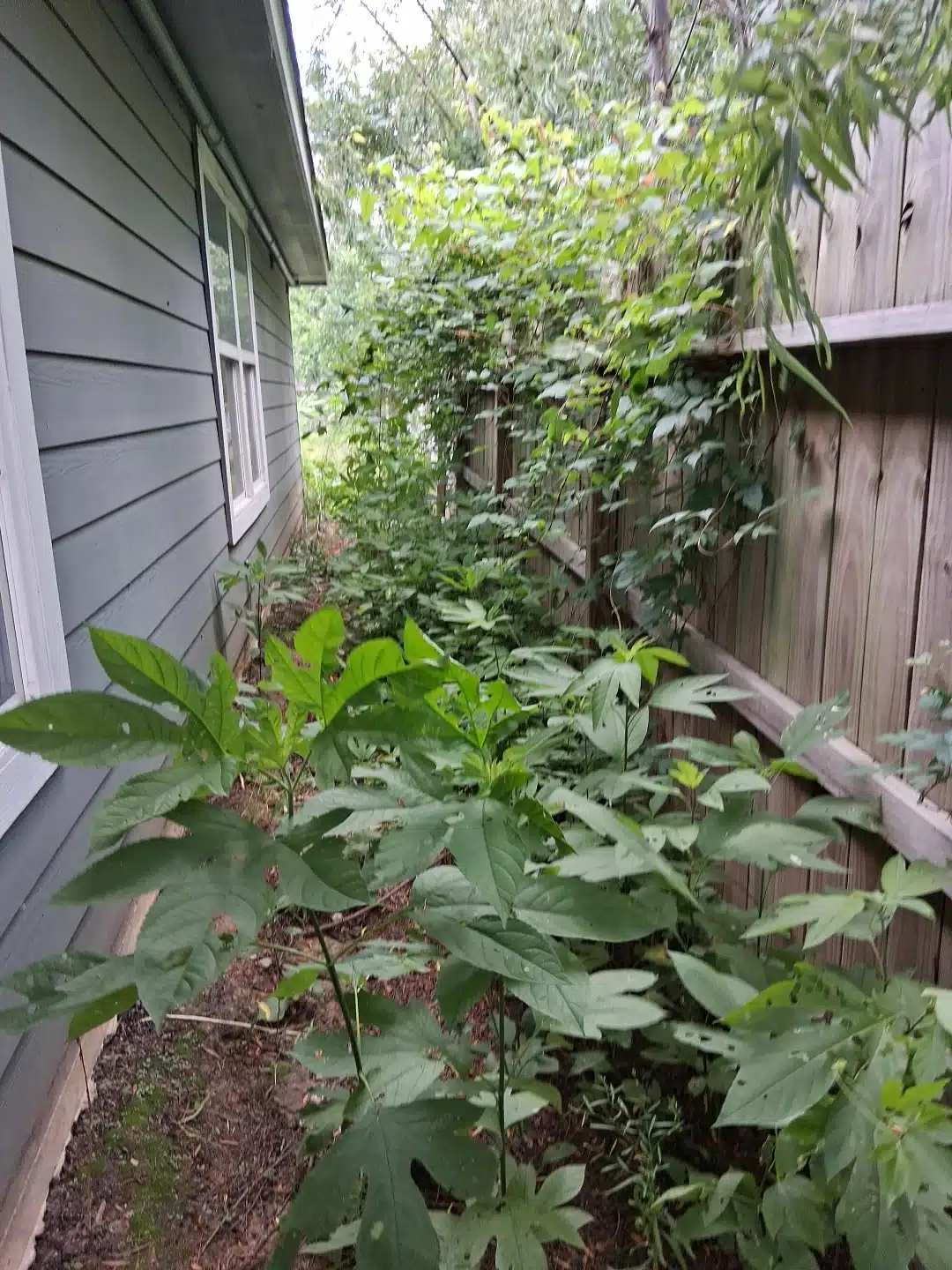 Backyard before Evergreen completed property cleanup work at the same Houston townhome