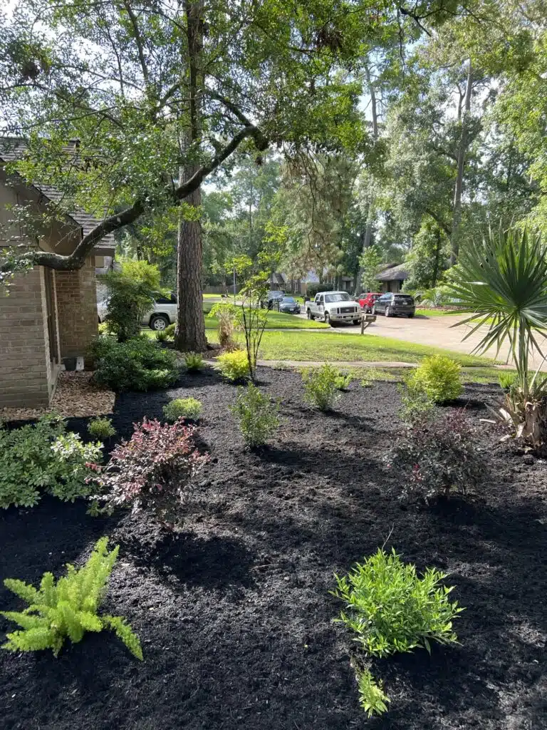 Newly installed landscape bed in a Kingwood front yard featuring fresh black mulch, a variety of ornamental shrubs, and native plants under mature shade trees.