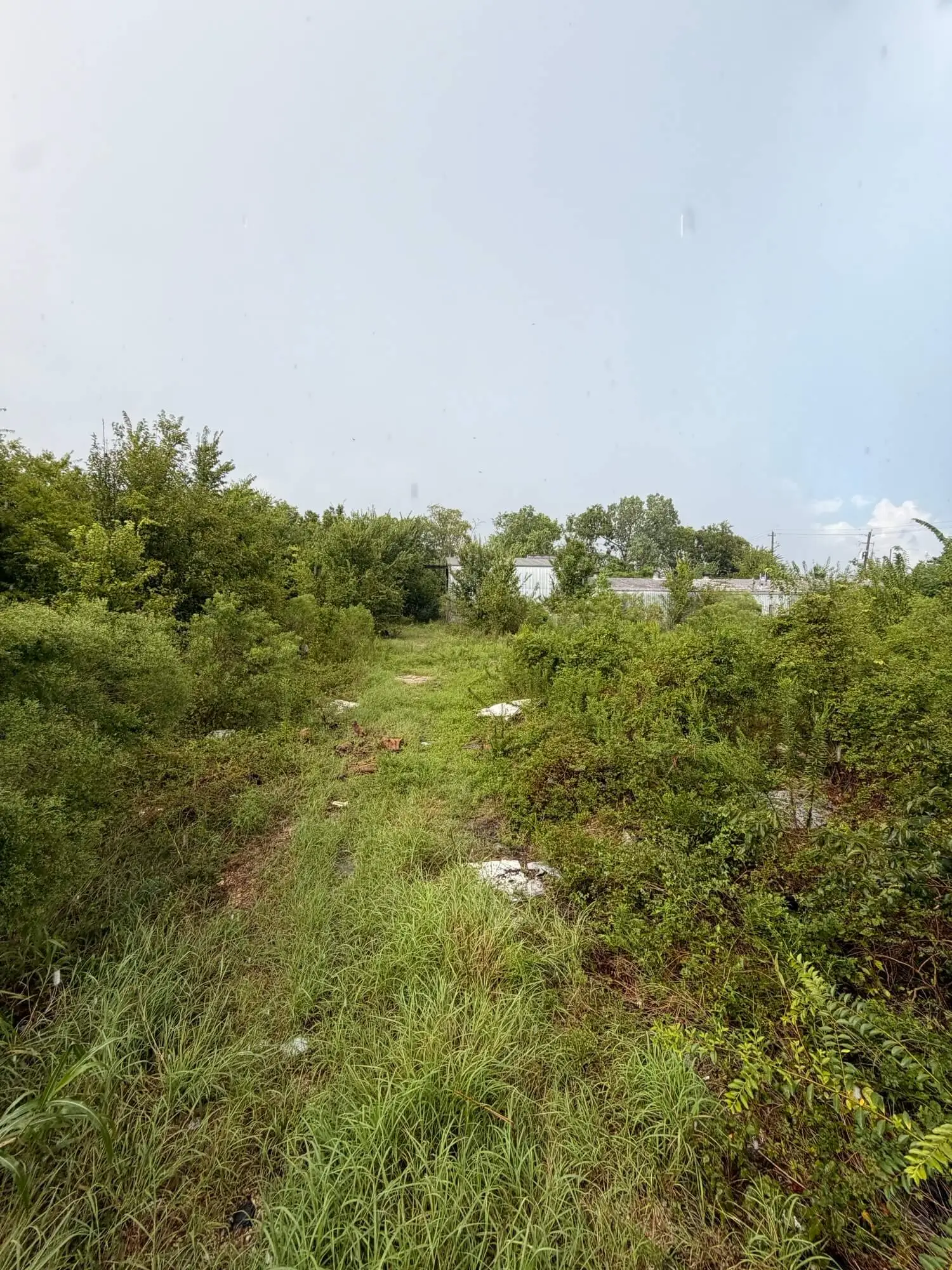 Overgrown Houston property before land clearing and large property reset